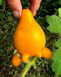 Image result for Solanum mammosum