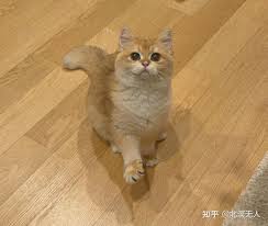 我的猫金妙妙- 知乎