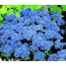 Ageratum Blue Mink Seeds Ageratum Houstonianum Flower Seeds Plants Dwarf Plants