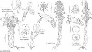Image result for Orobanche
