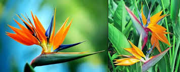 Symbolism Bird Of Paradise Flower Meaning Bird Of Paradise Tattoos What Do They Mean Bird Of Paradise Tattoos Designs Symbols Bird Of P Bird Of Paradise Tattoo Paradise Flowers Birds Of Paradise