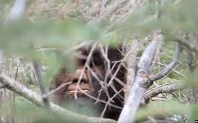 Trailer] 'Discovering Bigfoot' Promises to Prove the Myth is Real - Bloody  Disgusting