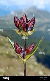 Image result for Gentianaceae