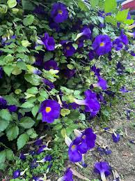 Image result for Thunbergia