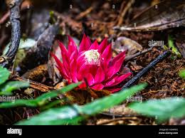 Image result for Thonningia