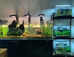 Love This Aquascape Desk Aquascape Fish Tank Aquarium Fish