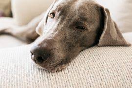 Image result for Gnidia microcephala