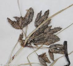 Image result for Bolboschoenus glaucus