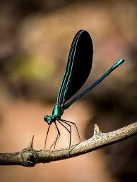 Black And Blue Widow Skimmer Dragonfly Ebony Jewelwing Calopteryx Maculata Damselfly Male Colorado Usa Photograph Damselfly Beautiful Bugs Ebony