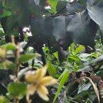 Image result for Hibiscus fuscus