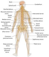 One of the most complex organ system to ever evolve, the human nervous system consists of two parts, namely: 21 Best Nervous System Diagram For Kids Ideas Nervous System Diagram Nervous System Nervous