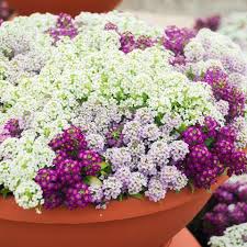 Plant as a mix of colors or choose your favorite color. 20 Best Patio Plants Lush Plants For Decks And Patios