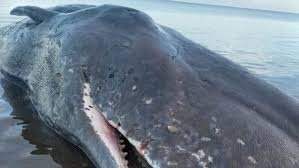 Read 38 reviews from the world's largest community for readers. Latest News For Ikan Paus Dead 9 Meter Sperm Whale Stranded Completely Wounded In Ntt