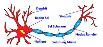 Makalah sistem respirasi pada hewan vertebrata dan invertebrata. Jaringan Saraf Pengertian Letak Jenis Struktur Fungsi Gambar