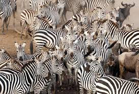 Animal Migration