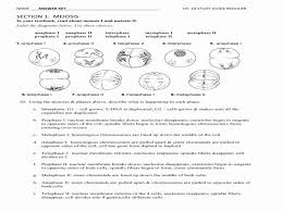 Meiosis Matching Worksheet Answer Key New Chapter 10 Mendel And Meiosis Worksheet Answers Free In 2020 Matching Worksheets Meiosis Answer Keys