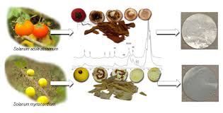 Image result for Solanum aculeatissimum