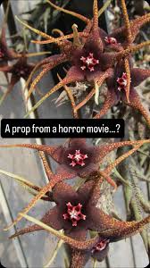 Image result for Orbea caudata