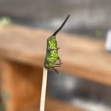 Image result for Dorstenia barnimiana