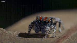 Watch the full video | create gif from this video. Peacock Spider Dances For A Mate And To Stay Alive Gif On Imgur