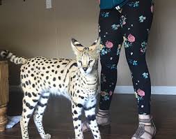 Pago de la tesorería general de la república a vocales de mesa. Hardeeville Pet Owners Search For Missing African Serval Cat