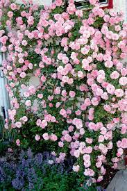 John Davis Climbing Rose Climbing Roses Flower Garden Plants