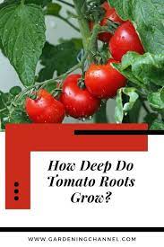 Maybe you would like to learn more about one of these? How Deep Do Tomato Roots Grow Gardening Channel