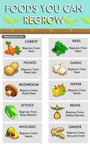 How To Grow Vegetables From Scraps Plants 53 Trendy Ideas Plants Howto Vegetables Regrow Vegetables Growing Vegetables Home Vegetable Garden