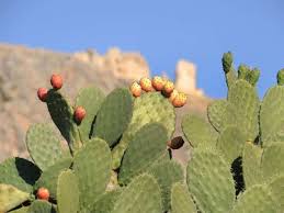 Is that cactus a bastion of potable water, or will you regret your efforts to get past its perilous spines? Cactus Water Benefits For Skin Hair And Health