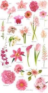 If you're looking for flowers with a gorgeous hue and lively feeling, try various pink flowers. Pin By Amanda Delcore On Flowers Guide Flower Names Flower Arrangements Types Of Flowers