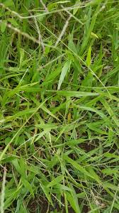 Image result for Urochloa semiundulata