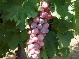 Roditis Grapes This Clone Is Called Alepou Or The Fox For Its Rosy Pink Color This Varietal Makes A Delicious White Wine Grapes Varietal Wine Making