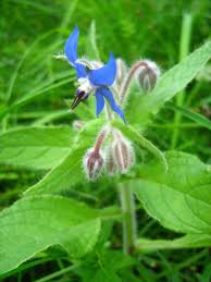 Image result for Borago