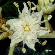 Image result for Sapindaceae