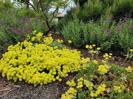 Image result for Eriosema pumilum