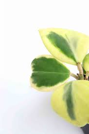 Aramanızda 17 adet ürün bulundu. Hoya Kerrii Variegata Viveiros Vitor Lourenco