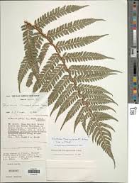 Image result for Polystichum sinense