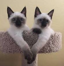 Caes E Gatos Mais Fofos Do Mundo Esse Casal Em 2020 Filhotes De Gatos Gatinhos Adoraveis Caes Bonitos