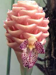 Beehive Ginger In My Backyard Rare Flowers Strange Flowers Unusual Flowers