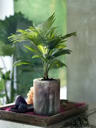 Image result for Livistona