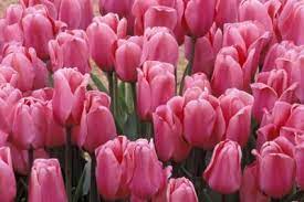 Pin On Gardening Landscaping