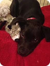 Owners must complete their portion of the paperwork and mail in the registration to the akc along. St Petersburg Fl Labrador Retriever Meet Beautiful Lab Puppies A Pet For Adoption