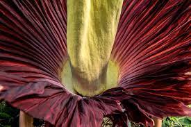 Tucson Botanical Gardens Extends Hours Today To Visit Rosie The Corpse Flower Local News Tucson Com
