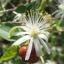 Image result for Grewia praecox