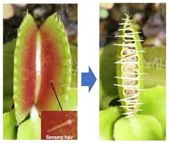 Yet, very few are aware that venus flytraps grow flowers. Researchers Probe Memory Of The Venus Flytrap