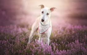 Animals Female Dog Grass Flowers Pink White Free Download Https Urlgo Net 9b9c9