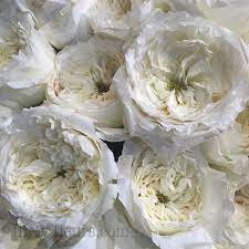 Garden Roses Direct Garden Shrubs Rose Garden White Gardens