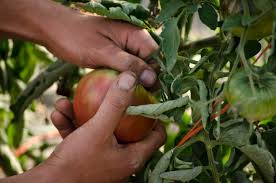 Besides greens like spinach and lettuce, you can grow cold tolerant veggies such as cabbage and broccoli in your unheated greenhouse. Four Strategies To Protect Your Plants From Frost Garden City Harvest