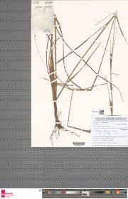 Image result for Anadelphia  trispiculata