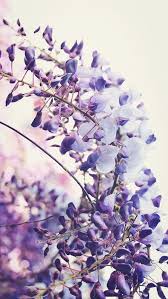 Check spelling or type a new query. Ø®Ù„ÙÙŠØ§Øª ÙˆØ±Ø¯ Ù„Ù„Ø§ÙŠÙÙˆÙ† Flower Background Wallpaper Beautiful Wallpapers Preppy Wallpaper